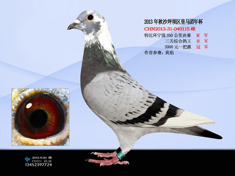 2013秋沙坪坝区皇马团年杯前10名_重庆信鸽信