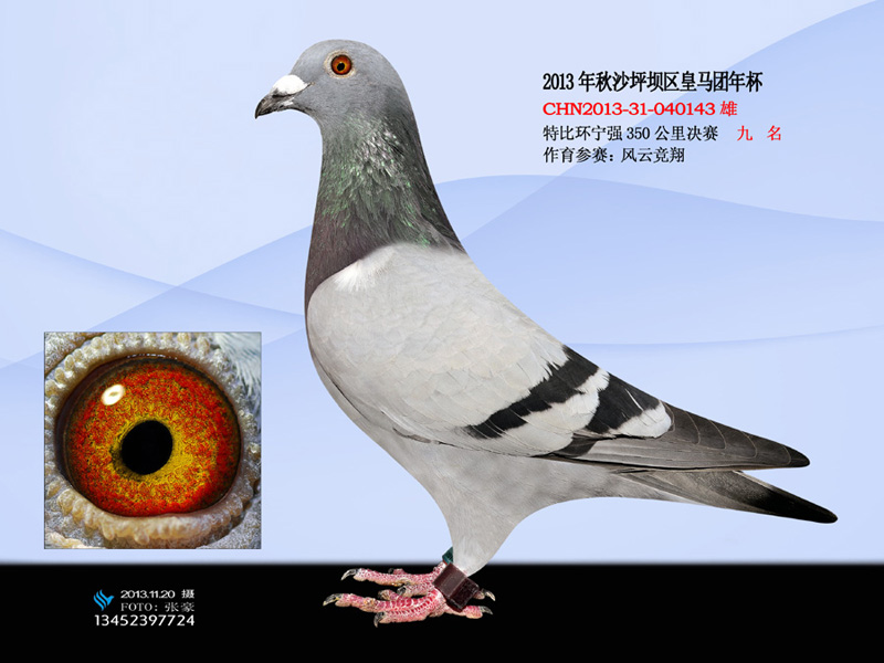 2013秋沙坪坝区皇马团年杯前10名_重庆信鸽信